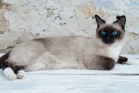 ‪Siamese: character, colours, appearance, price | zooplus Magazine‬‏