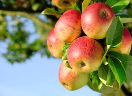 Maybe you would like to learn more about one of these? Fruit Trees For Landscaping Best In New Jersey Chris James