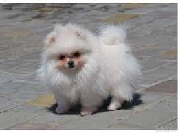 Pin On Pomeranians I Love