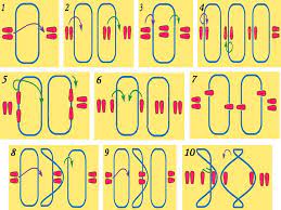 Es el caso de los polímeros utilizados, por ejemplo, en la confección de las bolsas de plástico. Juegos Tafad El Elastico