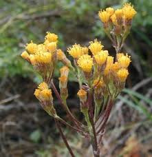 Image result for Senecio ruwenzoriensis