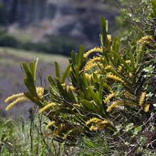 Image result for Diaphananthe