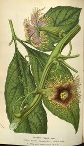 Image result for Telfairia