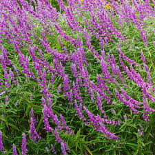 Image result for Salvia stenophylla