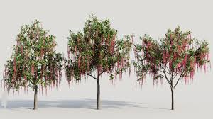 Image result for Barringtonia