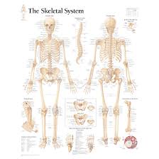 The periosteum contains many strong collagen fibers that are used to firmly anchor tendons and muscles to the bone for movement. Labeled Human Skeletal System Anatomical Chart