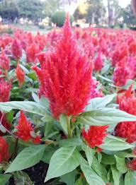 Image result for Celosia argentea