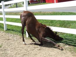 The Grass Is Always Greener On The Other Side Of The Fence Examples Winning Caption I Knew I Woke Up On The Wrong Side Of The Fence Today Danceswithhorses Courtesy Of Our Friends At Ho Horse Love Beautiful Horses Horses