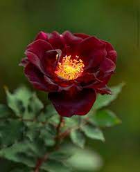 Pin By Mona Moni On Trendafilat Rose Flowers Rose Beautiful Flowers