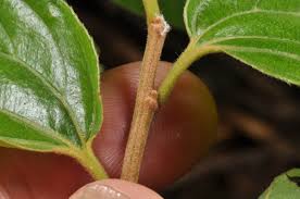 Image result for Rhamnaceae