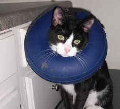 Winpet Kedi Ve Kopekler Icin Yara Koruyucu Korse