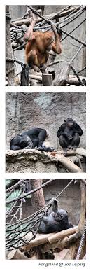 Mit Kindern Viel Lernen Uber Tiere Im Pongoland Im Leipziger Zoo Ausflug Leipzig Urlaub Fruhling Leipziger Zoo Zoologischer Garten Tierpark