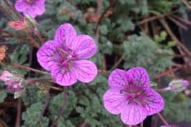 Image result for Geraniaceae