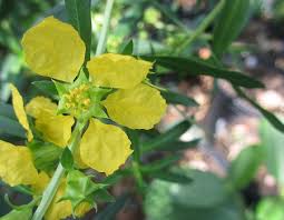 Image result for Heimia salicifolia