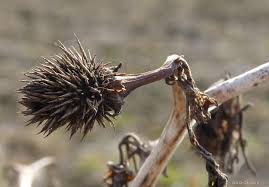 Image result for durman obecný plod