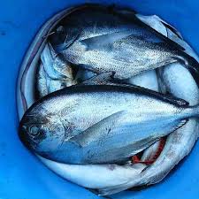 Ganze Fische Sous Vide Rezept Fur 4 Personen Culivac Rezept In 2020 Fische Sous Vide Rezepte Basen Rezepte