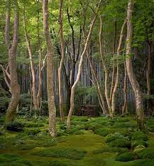 Moss Garden At Gioji Temple Moss Garden Temple Gardens Japanese Garden