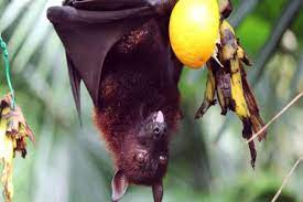 It is made by using a summoning pouch on a summoning obelisk with 130 spirit shards, a green charm and a banana in your inventory, requiring 69 summoning and giving 121.2 experience. Nipah Virus Scare Should You Eat Fruits Or Not Thehealthsite Com