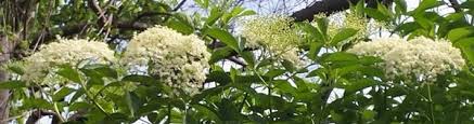 Sometimes, particularly in older people, antibiotic treatment can cause a type of colitis (inflamed bowel) leading to severe diarrhoea. Health Benefits Of Elderberries Elderberry Syrup Wine Juice Tea Extracts