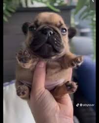 Pibble #dog #frenchie | TikTok