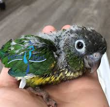 Babies are reserved in order of deposits received. Green Cheek Conure Yellow Side