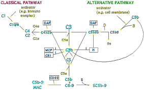 Image result for Complement Pathway