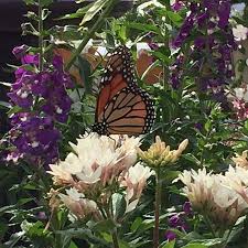 Learn about the power of collective bargaining and collective action in massachusetts. Lovely Christmas Decorations For Purchase Inspiration Picture Of Weston Nurseries Hopkinton Tripadvisor