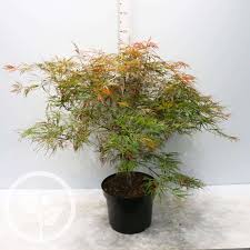 While the purple ghost will not get more than 15' in 20 yrs. Acer Palmatum Dissectum Garnet 10l Pot Hedges Direct