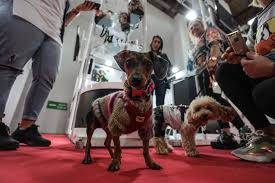 Petzoo Turkiye 2019 Fuari Acildi