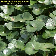 Image result for Hydrocotyle ranunculoides