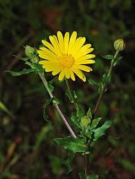 In this form it also reduces cramps and fever. Calendula Wikipedia