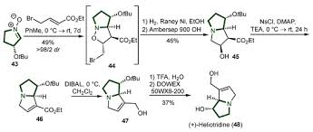Image result for Schizozygia coffaeoides