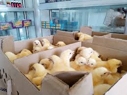 Bei Ya Vifaranga Wa Broiler Ni 1 400tsh Ukiweka Oda Leo Unapata Kesho Jumatatu Na Alhamis Broiler Kukuwanyama Kukuwakisasa Oda Broiler Leo
