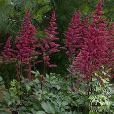Astilbe Arendsii Burgundy Red Astilbe Arendsii Astilbe Perennials