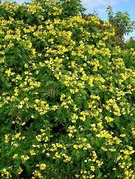 Image result for Senna floribunda