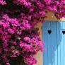 bougainvillea from www.fast-growing-trees.com