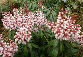 Image result for Pieris japonský bonfire obrázek