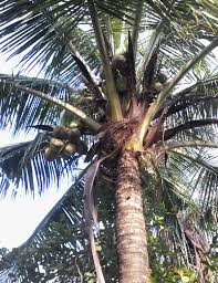 Tempurung kelapa yang tidak digunakan lagi boleh dijadikan. 5 Bagian Tanaman Kelapa Ini Dapat Dikonsumsi Manusia