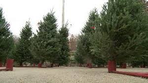 Save on big tall christmas trees 7' and up. Fayetteville Business Offers Wisconsin Style Christmas Trees 5newsonline Com
