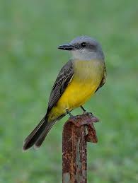 Birds Of The Southwest Usa Yahoo Login Pet Birds Beautiful Birds Colorful Birds