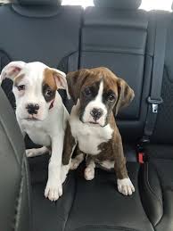 If you are purchasing a boxer puppy, the dog should be at least 8 weeks old. Boxer Puppy 10 Weeks Old