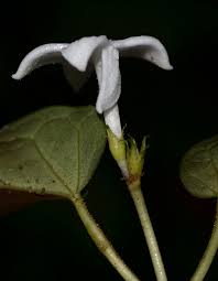 Image result for Geophila repens