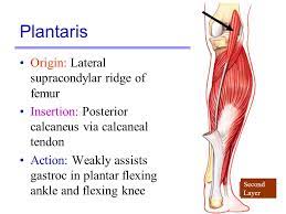 Posterior surface of the two femur condyels • insertion: Plantaris Origin Insertion Action Nerve Supply How To Relief