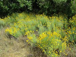 Image result for Eriocoelum