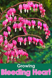 How To Grow Bleeding Heart With Images Bleeding Heart Flower Garden Plants