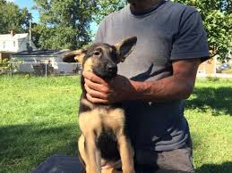 This is the price you can expect to pay for the german shepherd breed without. Show Quality German Shepherd Puppies For Sale For Sale In Granite City Illinois Classified Americanlisted Com