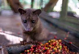 Asian Palm Civet Known To Eat And Defecate Coffee Beans Is Curiously Looking Around At A Coffee Farm In Bali I Asian Palm Civet Coffee Farm Expensive Coffee