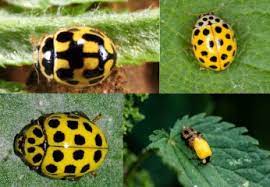 Usually a female (mother) insect lays eggs, but a few species have live some good insects eat pest insects, such as lady beetles (or ladybirds or ladybugs) eating aphids. Yellow Ladybug A Helpful Guide On Which Type Or What Beetle It Is