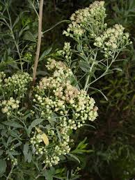 Image result for Monosis conferta