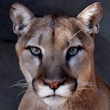 Yeni sezon puma günlük, koşu, futbol, training, outdoor, fitness ve yüzme spor dallarındaki en popüler ürünlerindeki tamamı orijinal en beğenilen koleksiyon modelleri ile dikkat çeken yeni renk. Pin On Earnest Kohler